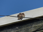 FZ018713 Young Swallows (Hirundo rustica).jpg